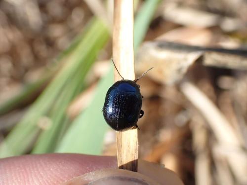 Réf. 310 472 : Chrysolina haemoptera